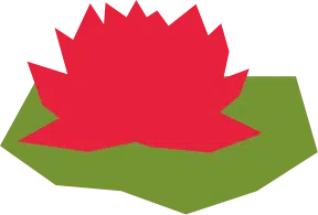 Water Lily