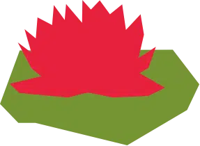Water Lily